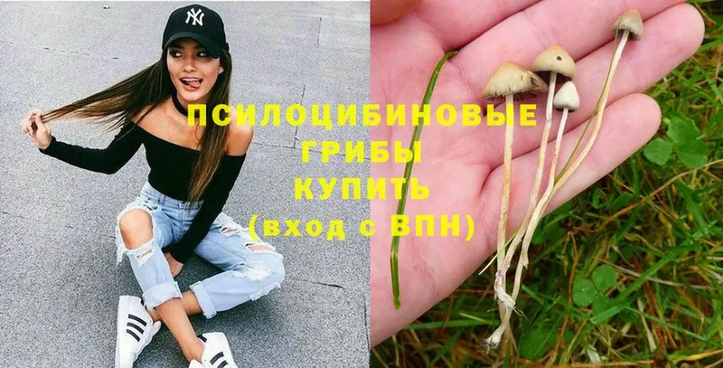 Псилоцибиновые грибы Psilocybine cubensis  KRAKEN ССЫЛКА  Курчатов 